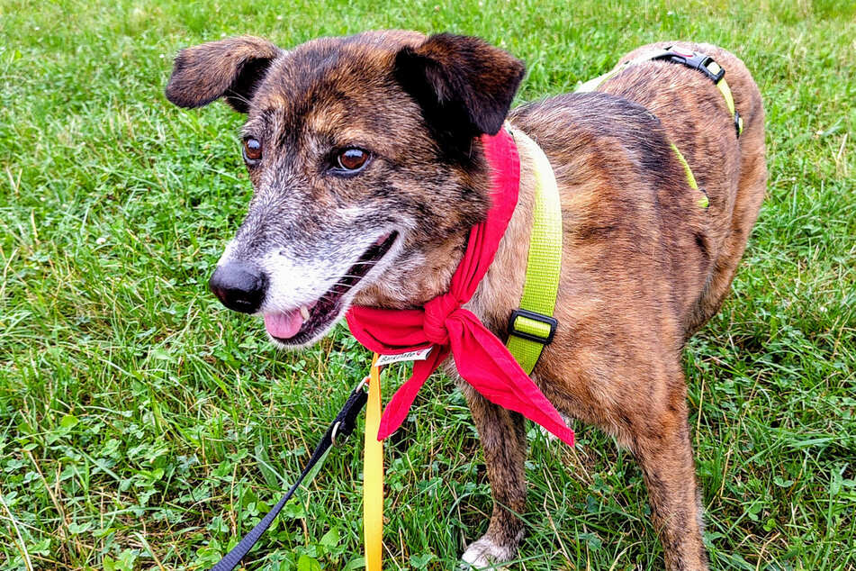 Cita con peludos: perros de protección animal buscan un hogar