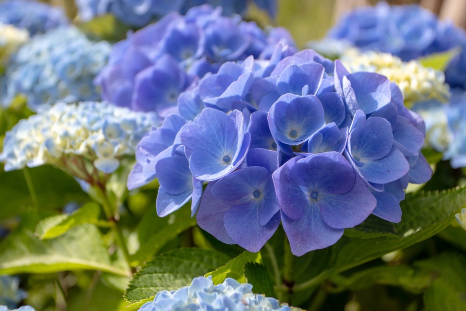 Die Hortensie blüht plötzlich nicht mehr blau?