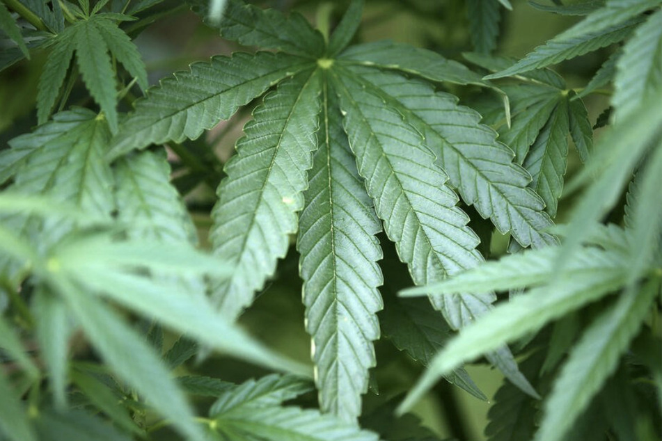 Mehr als 30 Kilogramm Cannabis in ungenutzter Lagerhalle beschlagnahmt