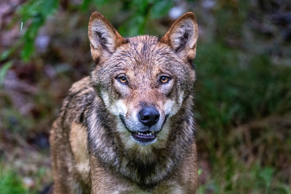 Im Streit um höhere Abschussquoten in Brandenburg könnte der Wolf am Ende der lachende Dritte sein. (Symbolbild)