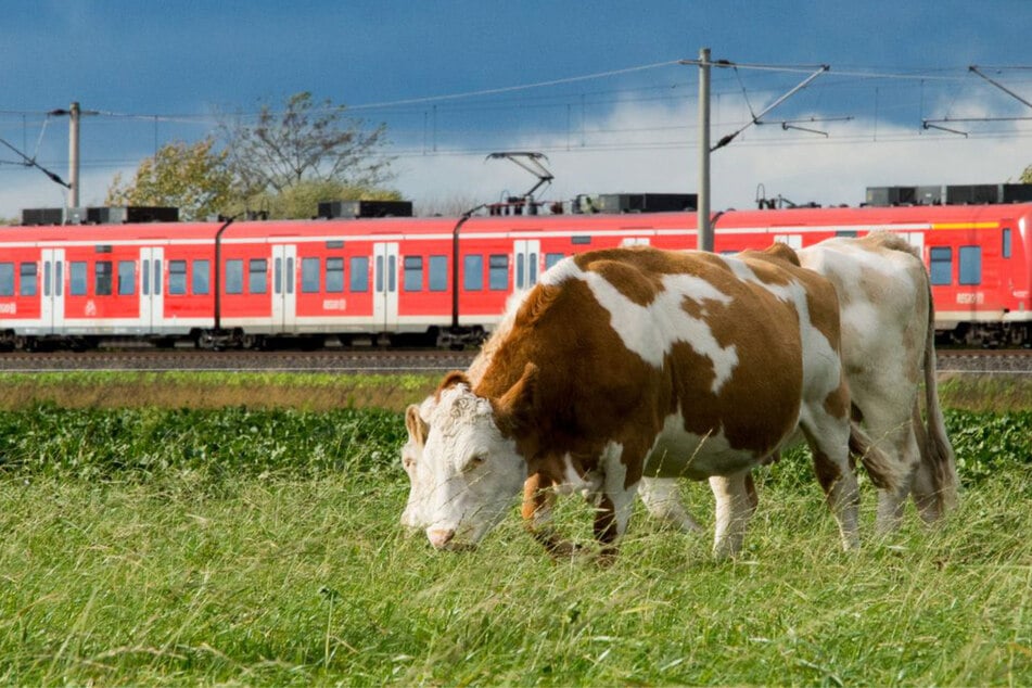 Die Kühe waren einen Tag zuvor von einer Weide ausgebüxt. (Symbolfoto)
