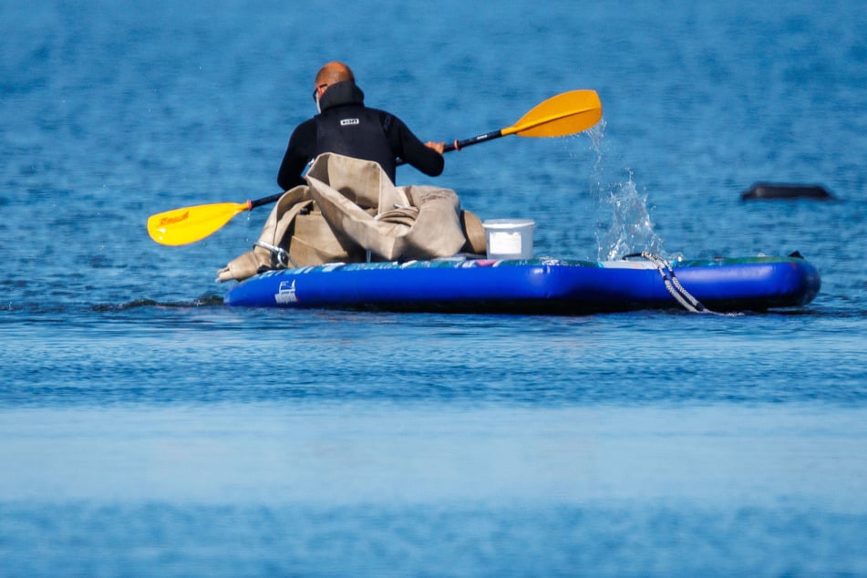 Ein Helfer bringt Gurte zum ziehen des gestrandeten Buckelwals vor der Insel Poel vor zum Tier.