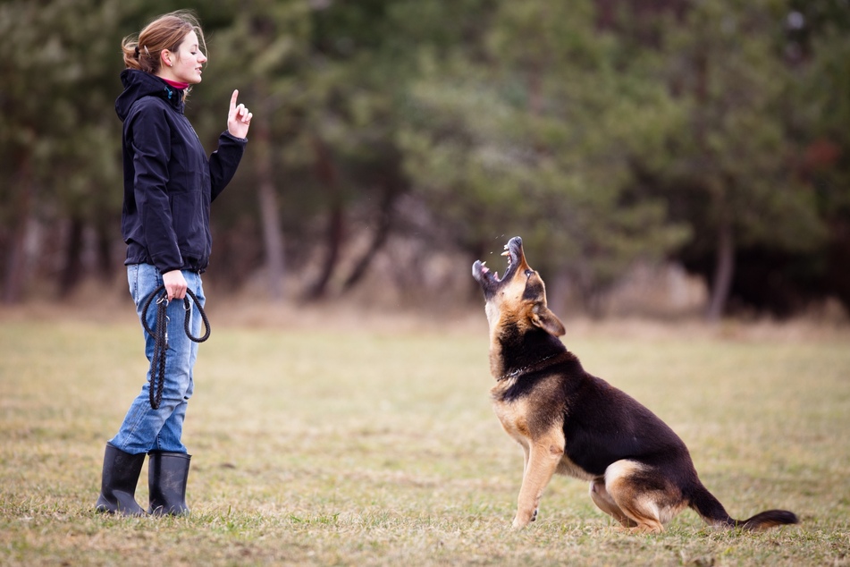 Proper training will help to stop your dog growling.