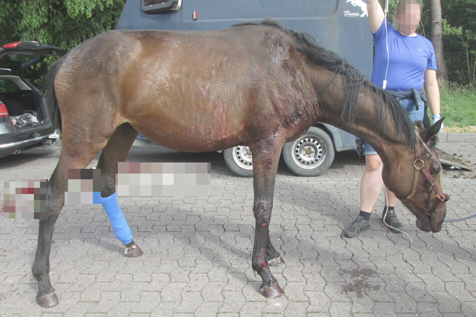 Das Pferd verletzte sich bei dem Ausreißversuch.