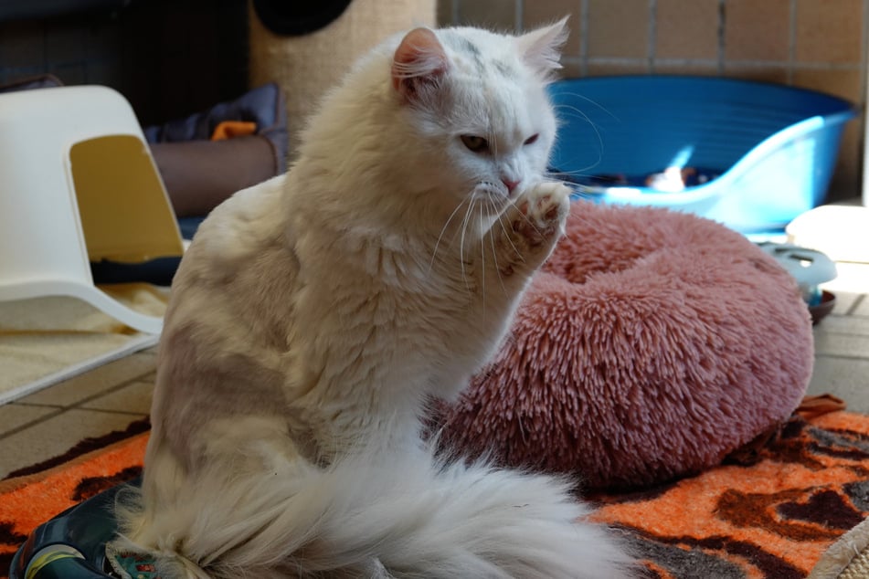 Der Kater soll an Menschen vermittelt werden, die bereits Erfahrung im Umgang mit Perserkatzen besitzen.