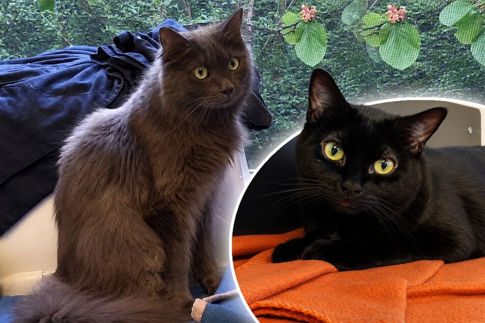 Katzen aus schlechter Haltung gerettet: Mariechen und Blaubär hoffen auf Happy End