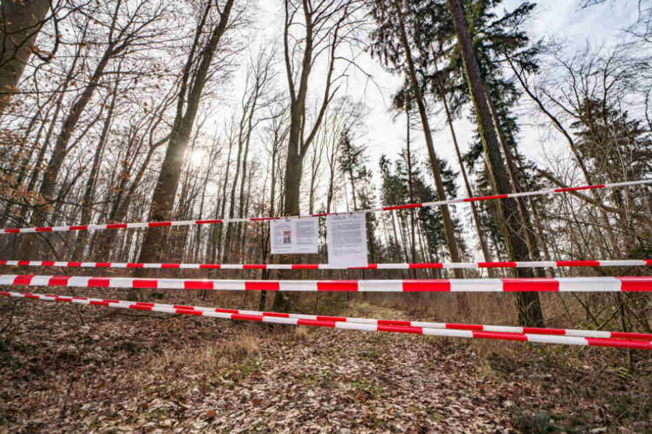 Dieser Weg ist für Wanderer wegen der Rußrindenkrankheit gesperrt.