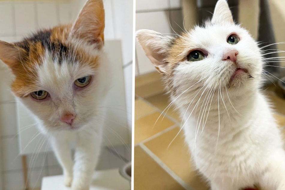 Trauriges Schicksal um Katze "Kimbel": Wer schenkt dieser krebskranken Fellnase eine zweite Chance?