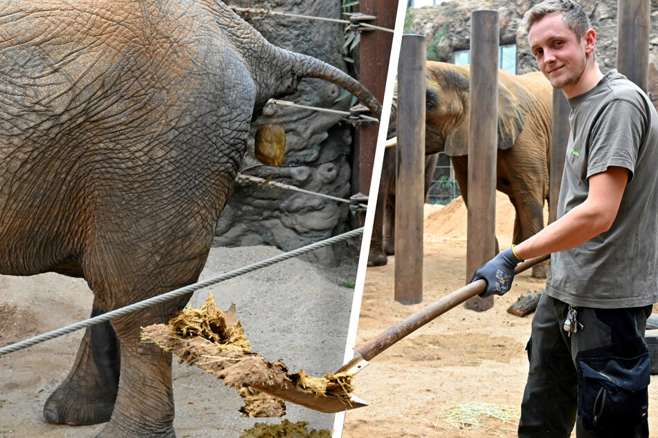 Dresden: Schöne Kacke! Eimerweise Elefantendung - frisch vom Zoo: Das etwas andere Geschenk zum Fest
