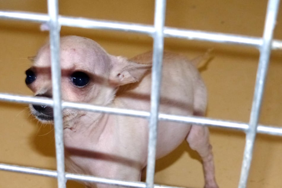 In Zusammenarbeit mit dem Tierheim konnten alle Tiere tierschutzgerecht untergebracht werden.