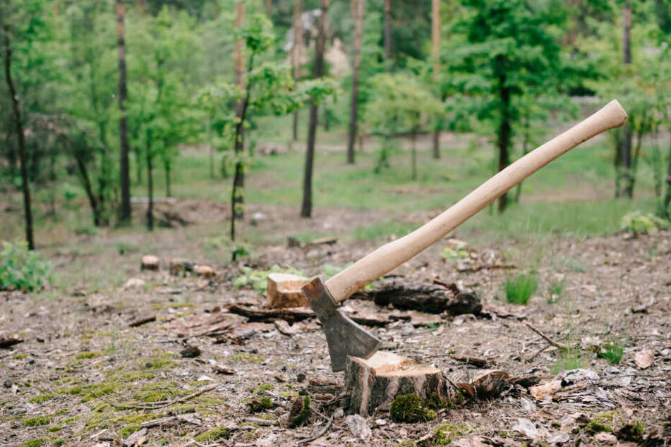 Unbekannte haben heimlich 25 Bäume gefällt und abtransportiert. (Symbolbild)