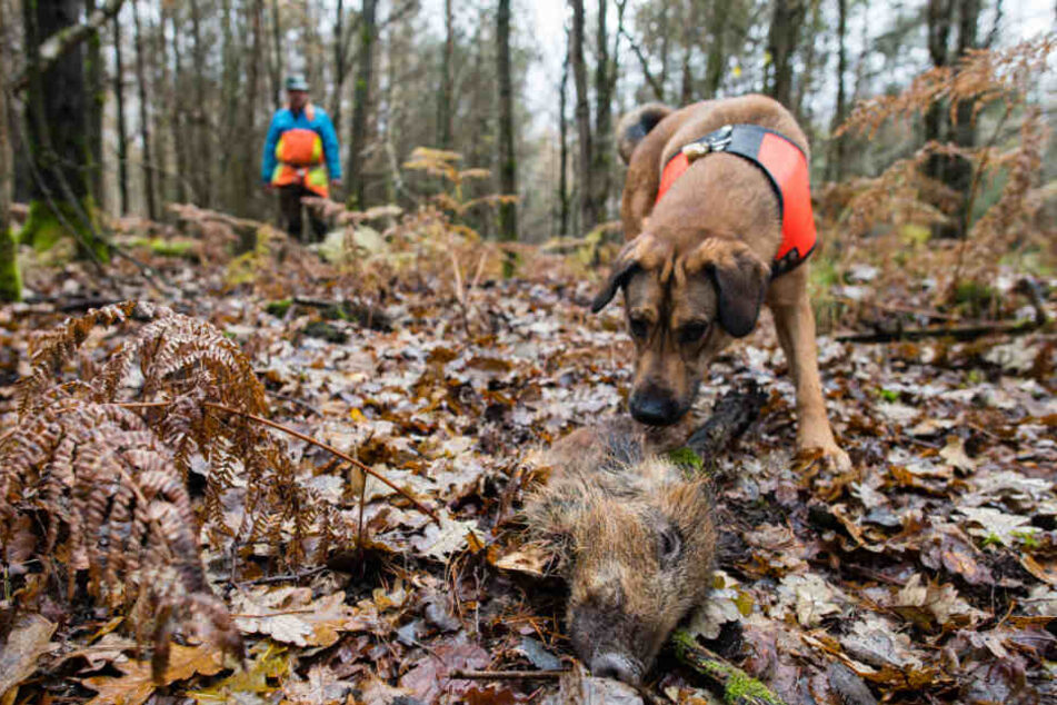 Mischling Otto hat ein Stück Wildschwein aufgespürt, das zum Training ausgelegt wurde. Otto ist ausgebildet, tote Wildschweine aufzuspüren, die auf das Virus untersucht werden sollen.