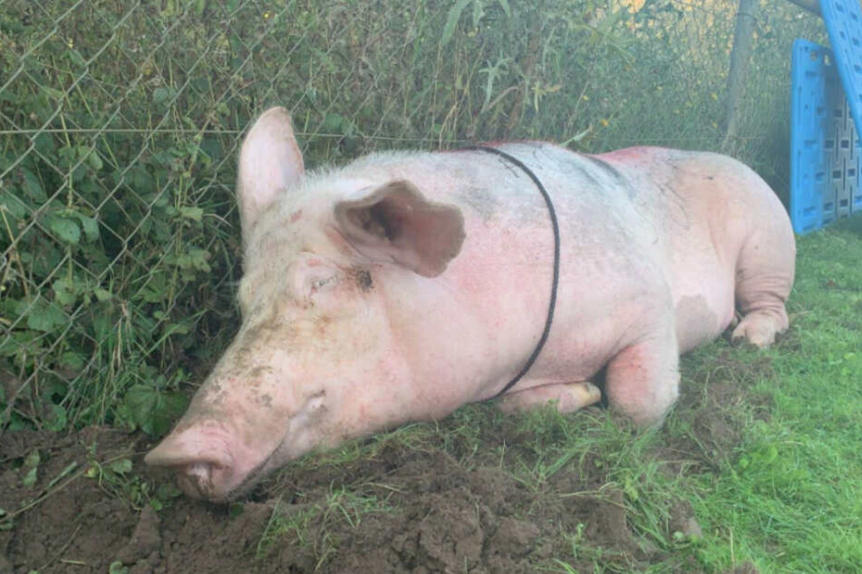 Dieses Bild des völlig erschöpften Schweins hatten die Tierretter gepostet.