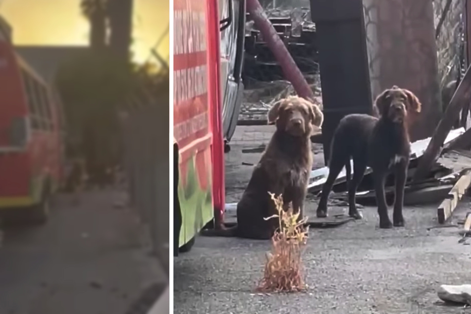 Aus Auto geworfen und ausgesetzt: Hunde warten mehrere Tage, dass Besitzer zurückkommen