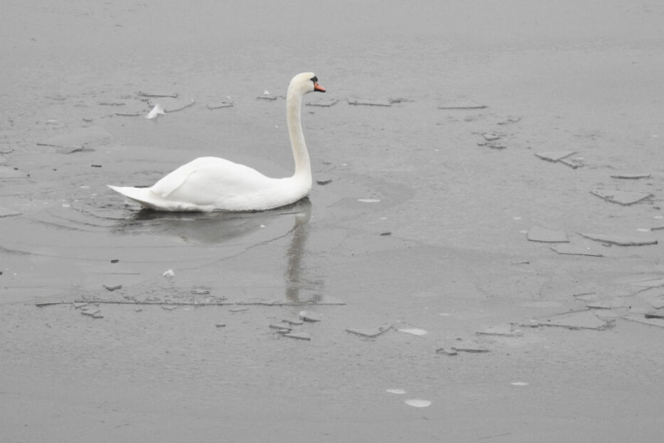 Schwäne hatten sich auf der Alster zwischen die Eisschollen begeben.