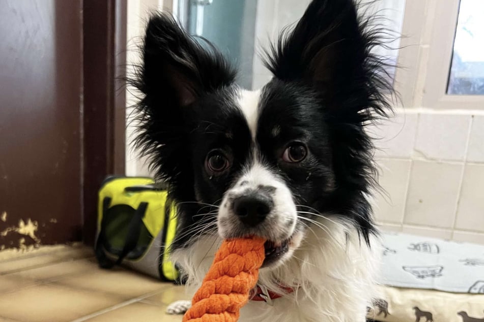 Das Bergheimer Tierheim beherbergt aktuell drei Chihuahuas - einer von ihnen ist "Rintintin".