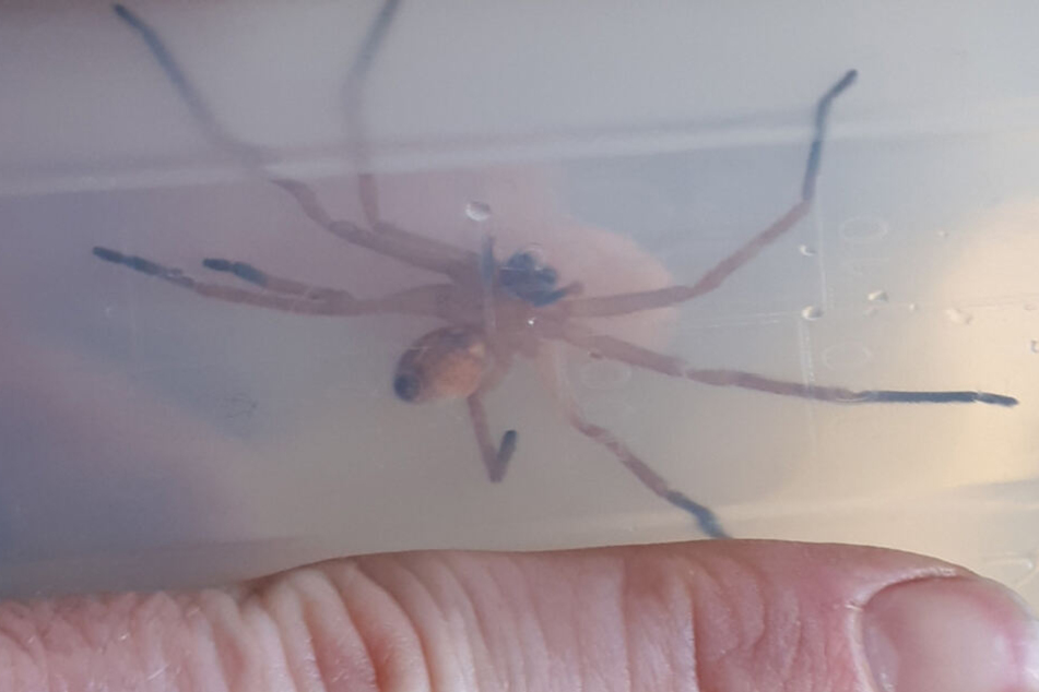 Die Münchner Feuerwehr konnte die Spinne ohne größere Probleme fangen.