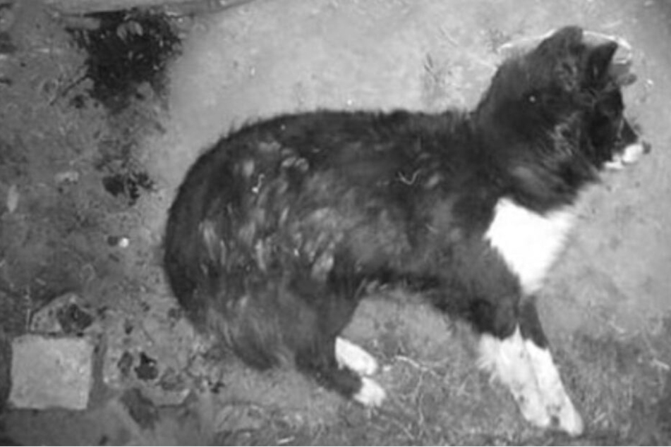 Angeschossen liegt Hund Malevo auf dem Boden.
