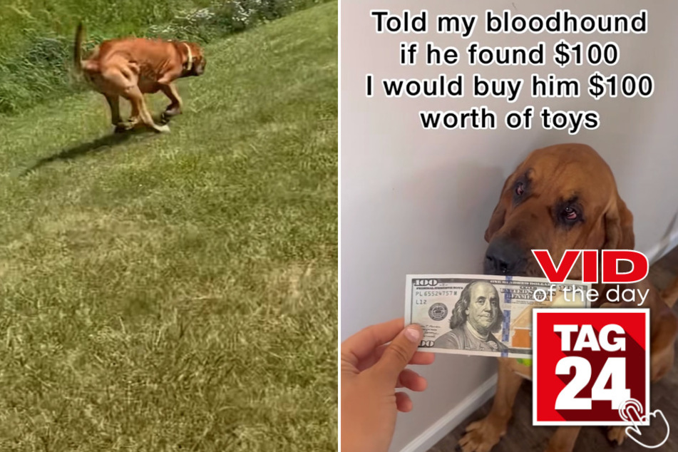 Today's Viral Video of the Day shows the skills of a lucky and talented bloodhound named Moose!