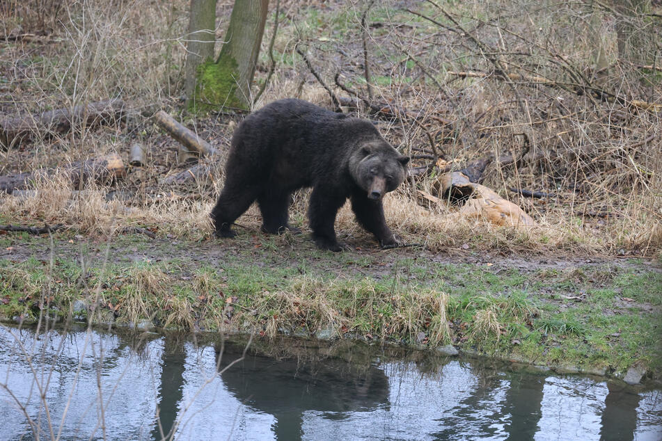 Braunbär Max streifte 23 Jahre durch den Alternativen Bärenpark in Worbis. In der Nacht zum 1. März starb er nach gesundheitlichen Problemen.
