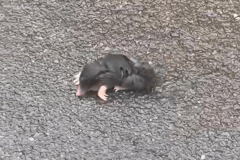 Der Maulwurf wurde von der Straße geholt und wieder zurück in die Natur gebracht.