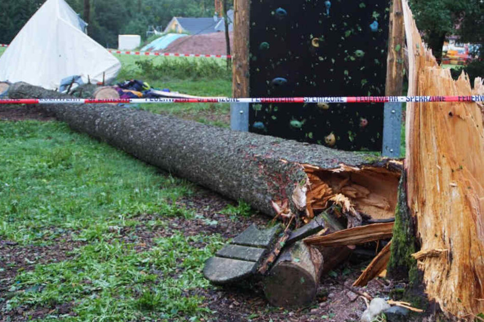 Der Baum wurde offenbar von einem Blitz getroffen.