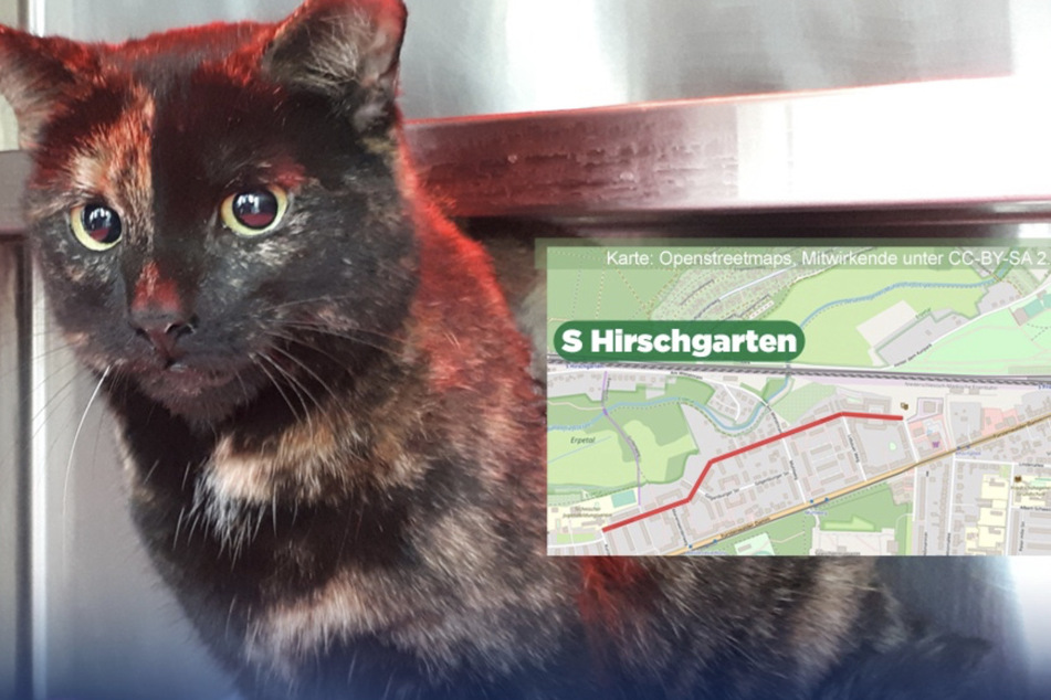 Katze kriecht in Motorraum und macht unfreiwillige Spritztour