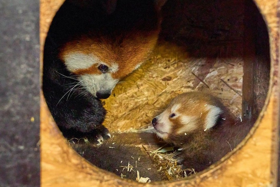 Die beiden Panda-Babys wurden am 21. Juni geboren. Bis die Besucher sie zu Gesicht bekommen, dauert es allerdings noch etwas.