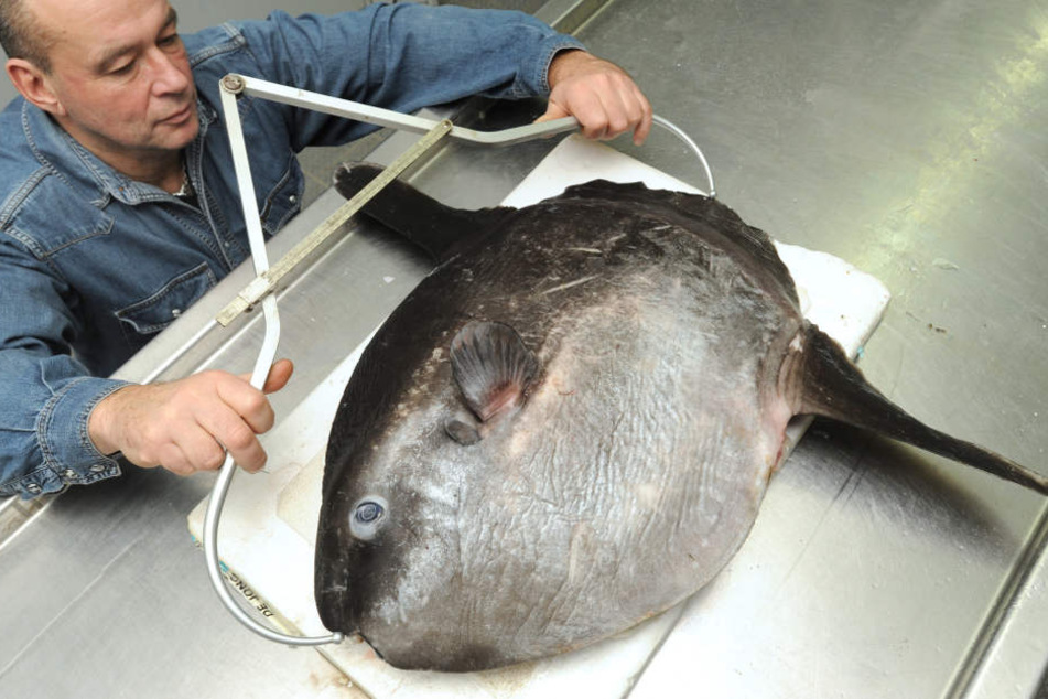 Ein Experte untersucht im Meeresmuseum Stralsund einen vor Rügen gefangenen Mondfisch.