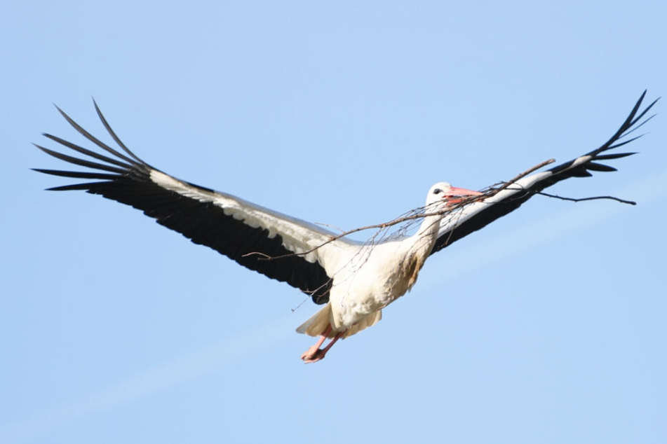 Ein Storch fliegt mit einem Ast im Schnabel zu seinem Nest.