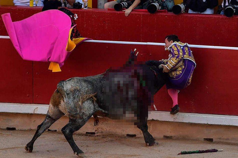 Proteste von Tierschützern gab es bereits während des Stierkampfes in Pamplona Mitte Juli. Hier wird der Stierkämpfer Rafaelillo von einem Stier an die Bande gedrückt.
