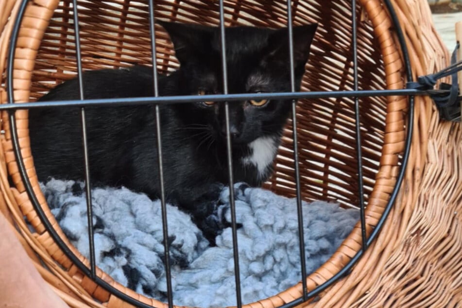 Nach der Rettung landete die Babykatze in einem Korb.