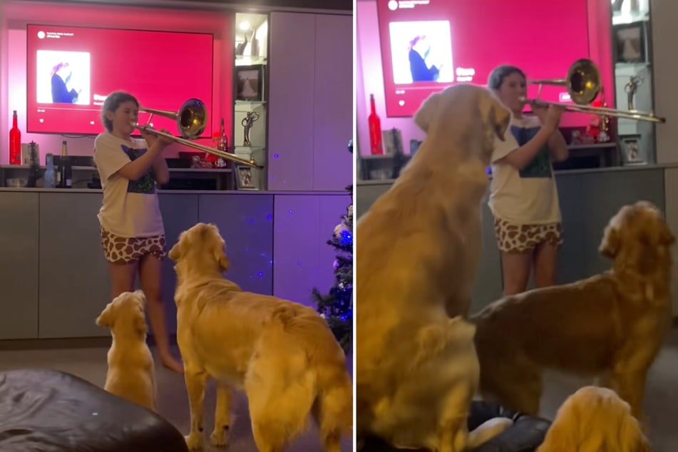 Bevor das Mädchen zu spielen beginnt, warten die drei Golden Retriever gespannt auf die Töne der Posaune.