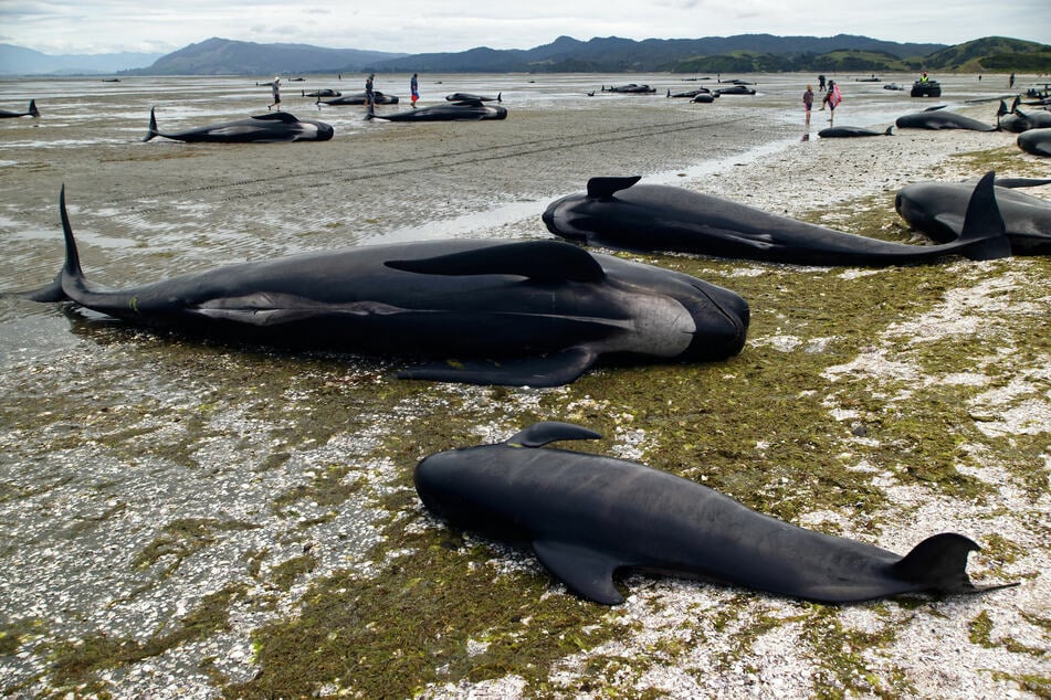 Mysterious mass stranding: dozens of pilot whales perish