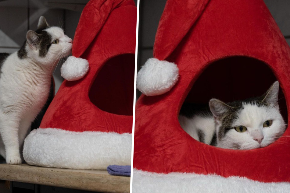 Elsa hat es sich in ihrer Weihnachtshöhle besonders gemütlich gemacht.