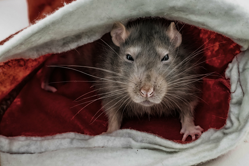 "Überall war Blut": Riesige Ratte zerbeißt Rentnerin das Gesicht!