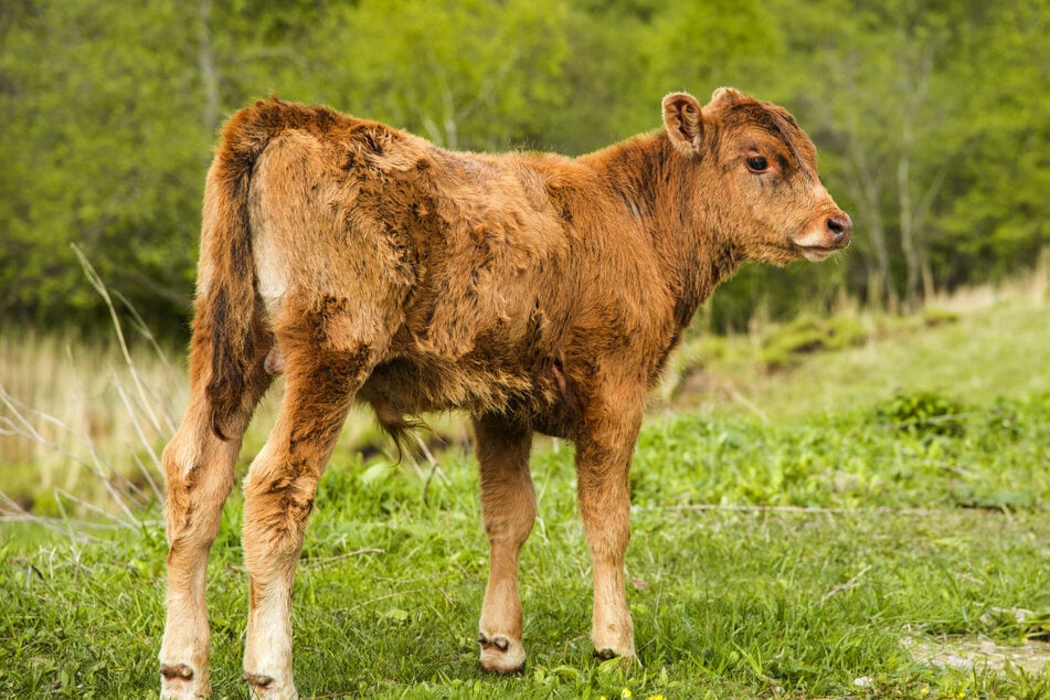 Kälbchen büxt aus und versteckt sich im Wald