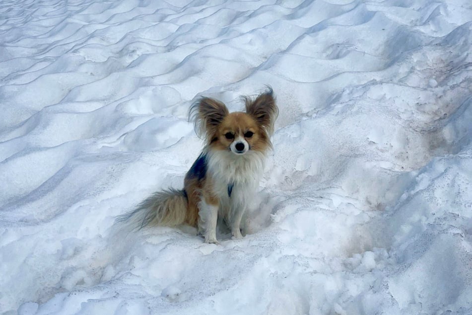 A Chihuahua dog helped rescuers in finding its owner who had fallen into a crevasse in Fee glacier above Saas-Fee, Western Switzerland.