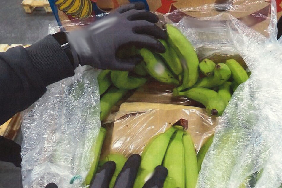 Das Kokain befand sich zwischen Bananen in einem Container aus Ecuador.