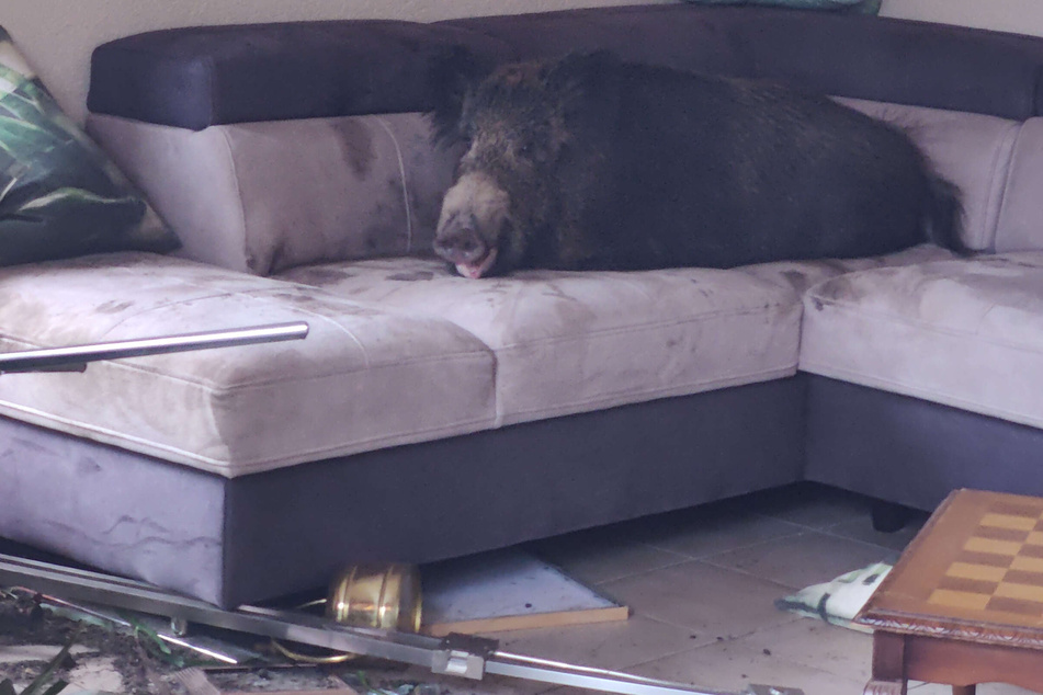 Das Wildschwein hatte erst das Wohnzimmer der Frau verwüstet und es sich dann auf dem Sofa gemütlich gemacht.