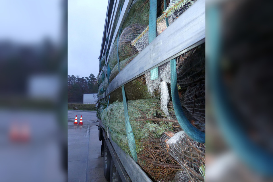 Die rund 22 Tonnen an Weihnachtsbäumen, die der Lastwagen geladen hatte, waren so schlecht gesichert, dass bereits beim Öffnen des Anhängers Teile auf den Boden fielen.