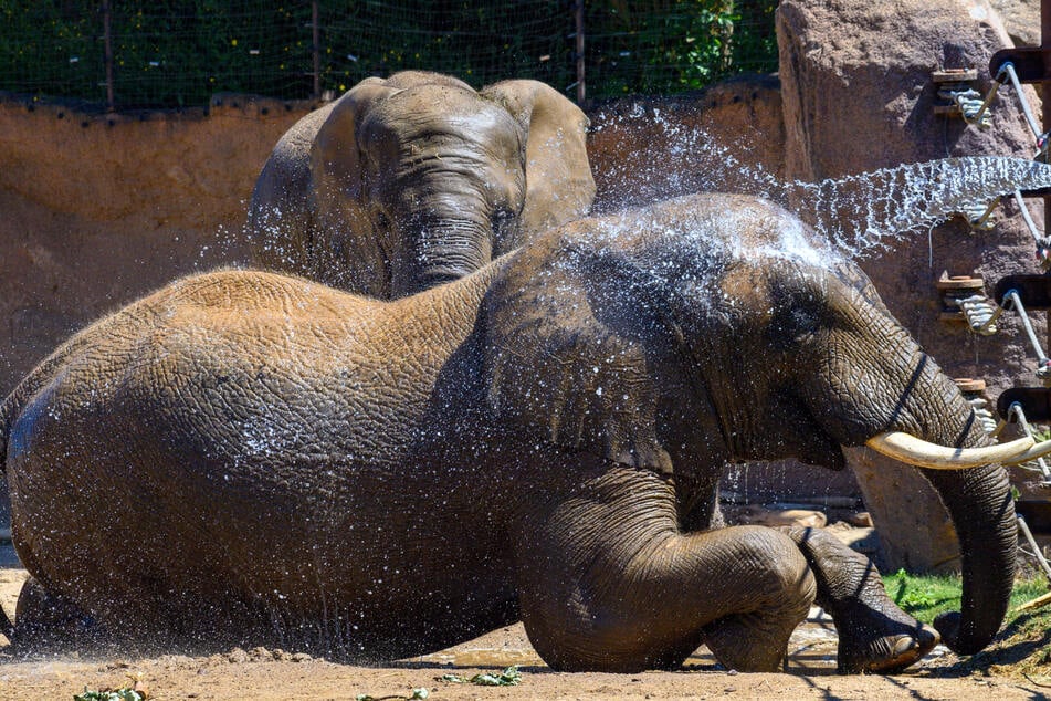 Zoos leiden unter steigenden Energie- und Rohstoffpreisen: Kommt bald der Notplan?