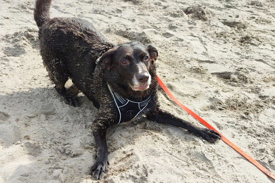 Labrador-Mix Maxima (8) tobt am Strand, nachdem sie baden gewesen ist.
