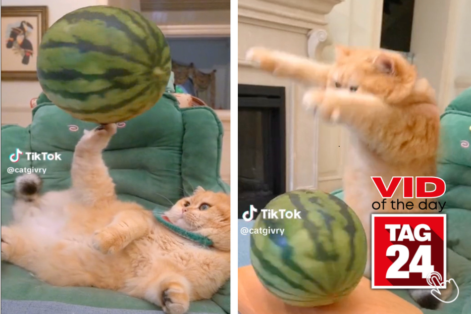 viral videos: Viral Video of the Day for April 16, 2023: Cat meets watermelon