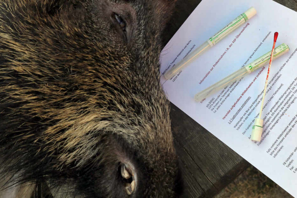 Mit einem Tupferstäbchen wurde einem Wildschwein Blut entnommen, um auf den Erreger der Afrikanischen Schweinepest (ASP) untersucht zu werden. (Symbolbild)
