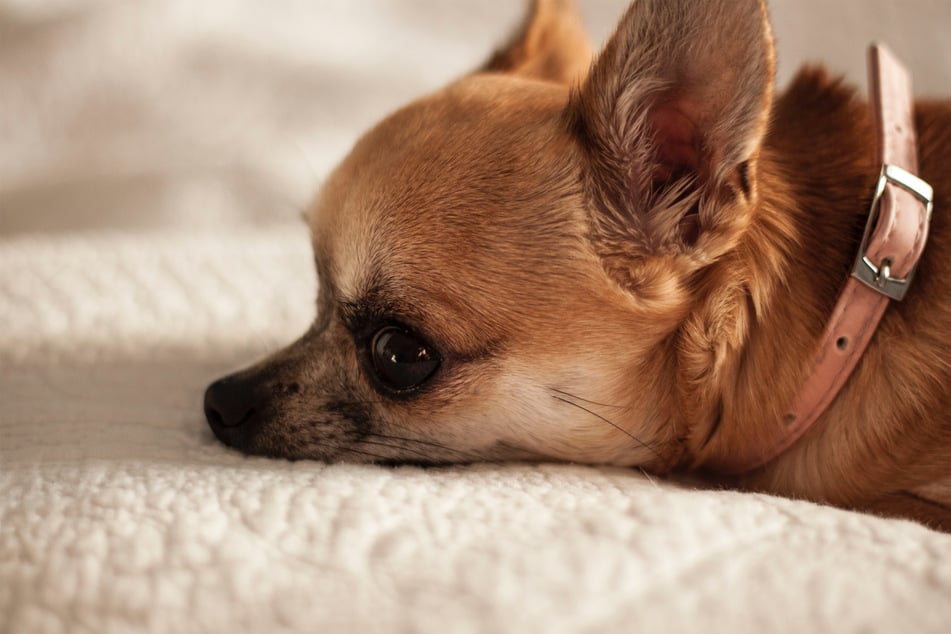 Chihuahuas often suffer from severe existential dread - make sure to never let them read Sartre.