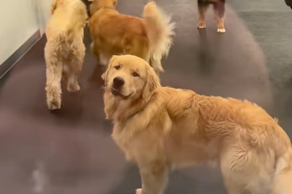Golden Retriever Flapjack bemerkt sein Frauchen. Wie wird er jetzt wohl reagieren?