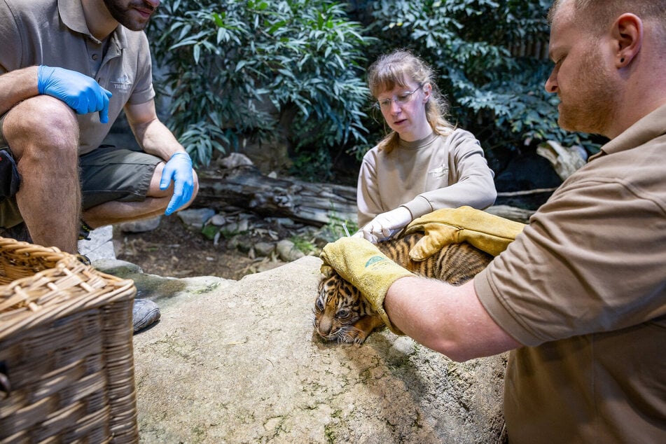 Leipzigs neue Zootierärztin Anja Hantschmann, hier noch im Dienste des Tierparks Berlin.