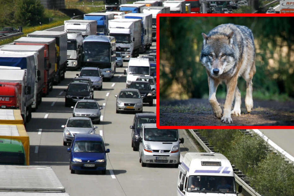 Verletzter Wolf an Mittelplanke legt A10-Zubringer lahm