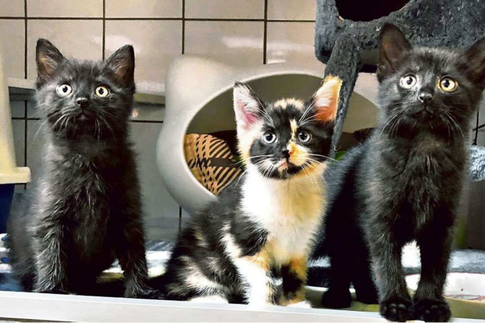 Sie sind zuckersüß: Die beiden Kater und die kleine Schwester (Mitte) können bald ins neue Zuhause umziehen.
